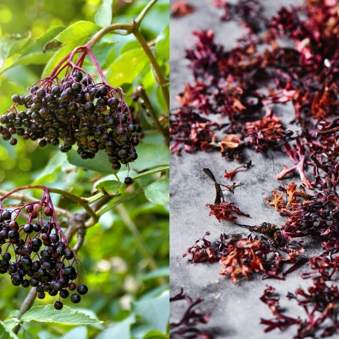 Elderberry and Sea Moss: Which benefits?